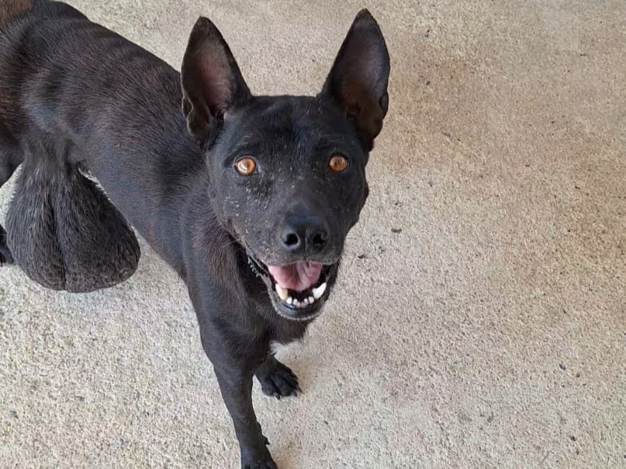 Urgent Surgery for Dum