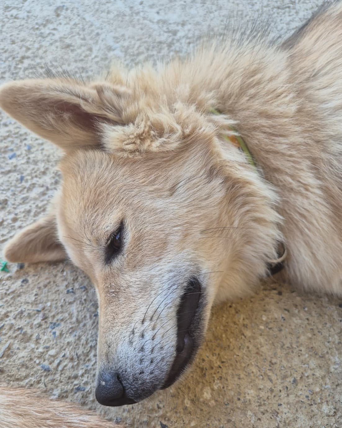 Augie photo 2