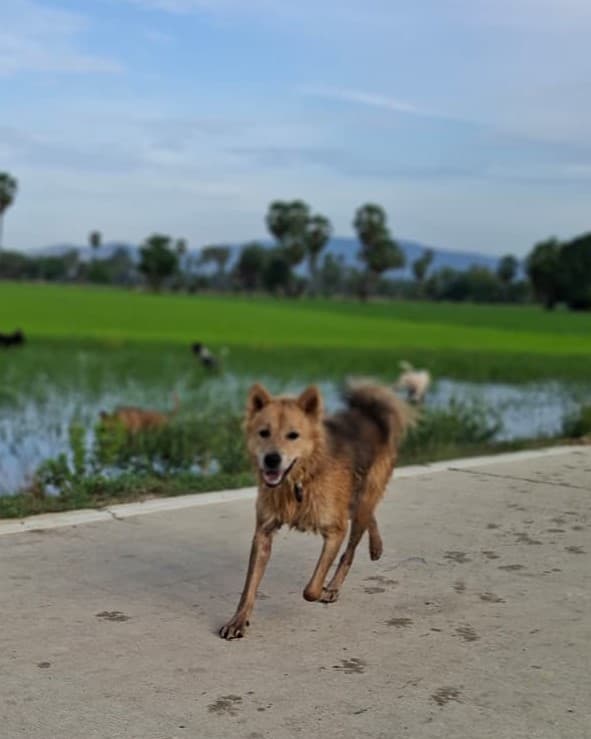 Augie photo 5