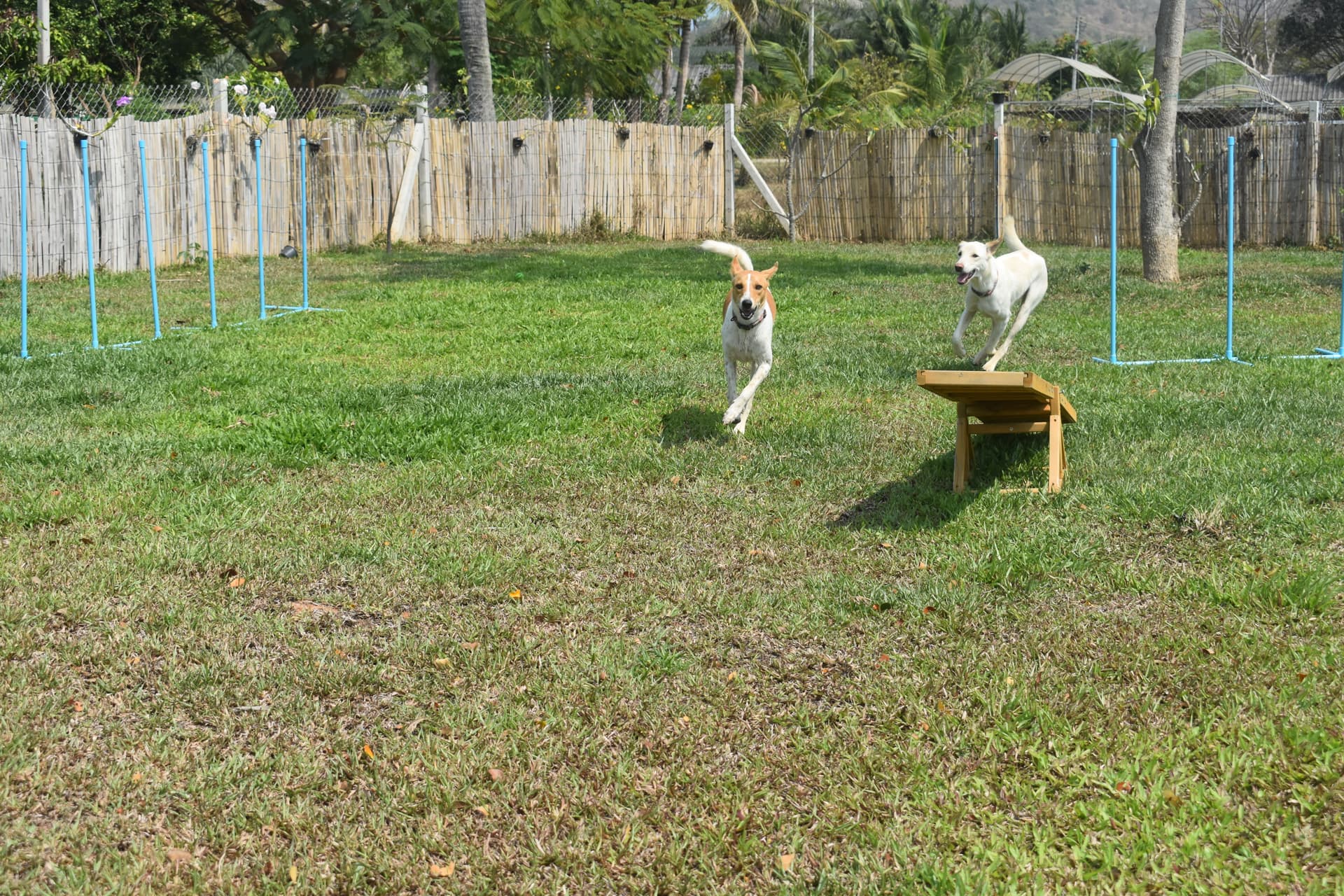 Dogs enjoying the enrichment area at Baan Maa