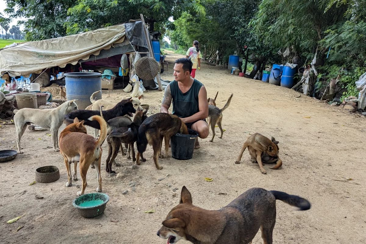 A Baan Maa team member feeding a pack of community dogs
