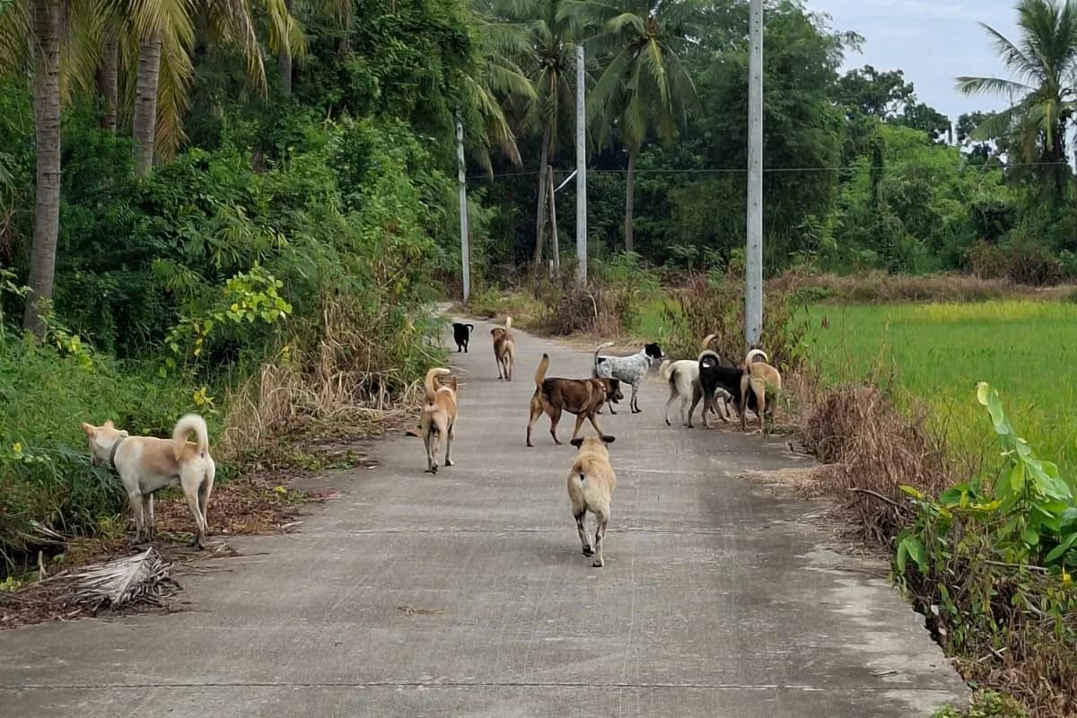 Baan Maa dogs walking together down a rural road near rice fields