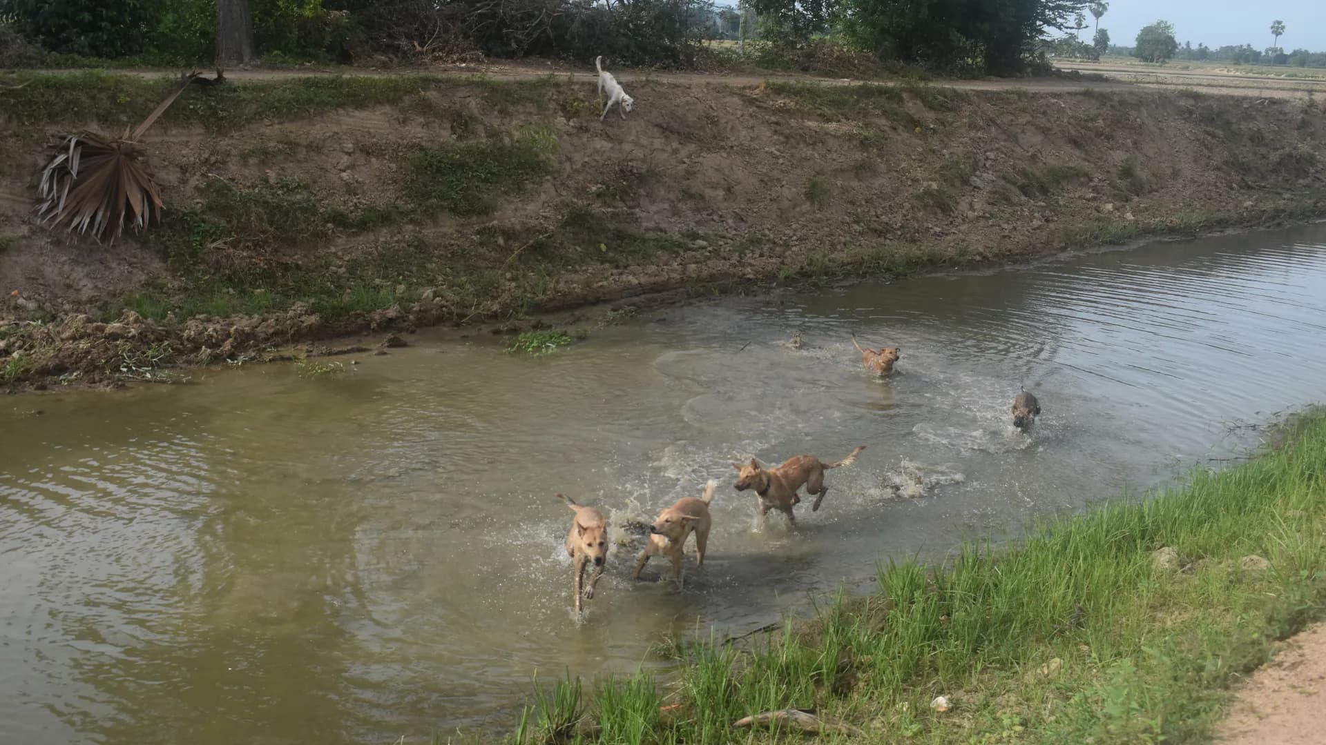 Baan Maa dogs splashing through a muddy canal on a walk