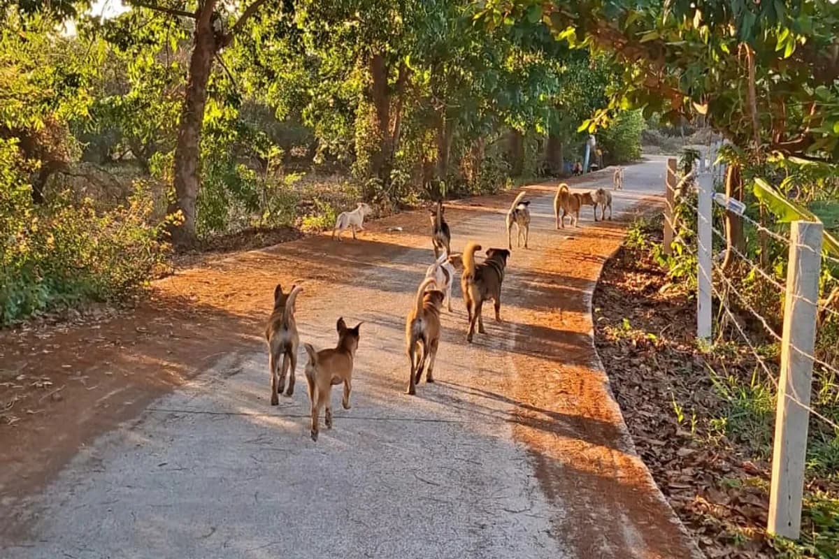 A pack of Baan Maa dogs on their evening walk down a rural lane