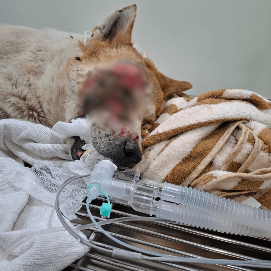 Emergency Medical Fund