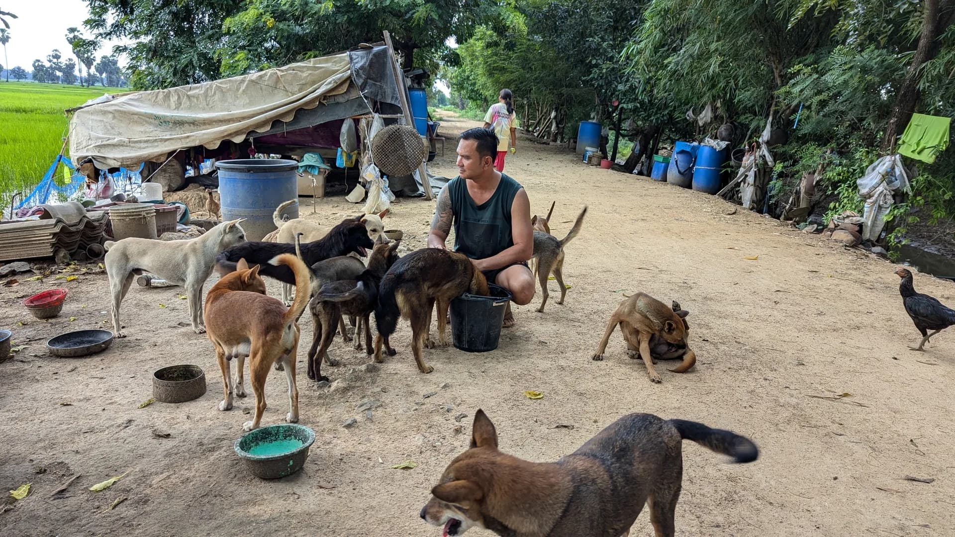 Dogs at Baan Maa sanctuary