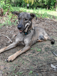 Adopt Khao Hom (3)