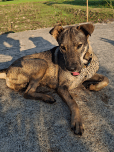 Adopt Khao Hom (4)