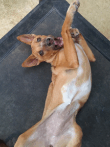Adopt Biao (2)