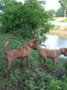 Adopt Biao (3)