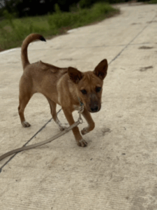 Adopt Biao (4)