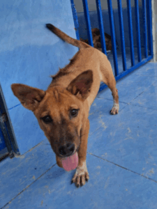 Adopt Biao (6)