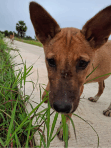 Adopt Biao (8)