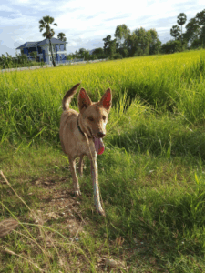 Ka Nom Adoption (2)